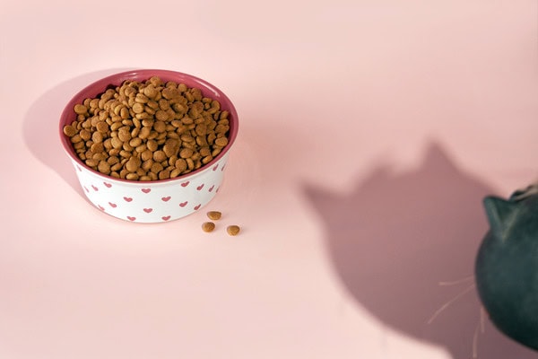 FFTIN, Tierheimsponsoring, FFTIN Tierheimsponsoring, FFTIN Tierheimsponsoring Erfahrungen, FFTIN Tierheimsponsoring Erfahrung