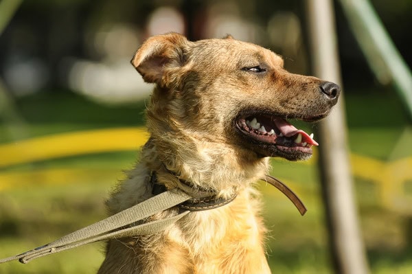 FFTIN, Tierheimsponsoring, FFTIN Tierheimsponsoring, FFTIN Tierheimsponsoring Erfahrungen, FFTIN Tierheimsponsoring Erfahrung
