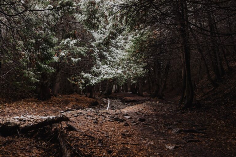 Photo Forest bathing