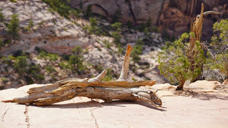 Photo Mountain trekking