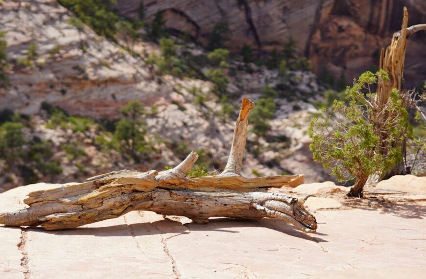 Photo Mountain trekking